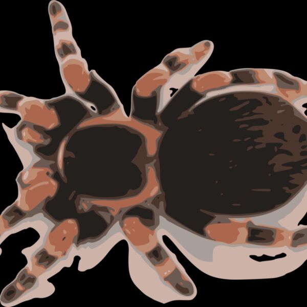 tarantula Thumbnail