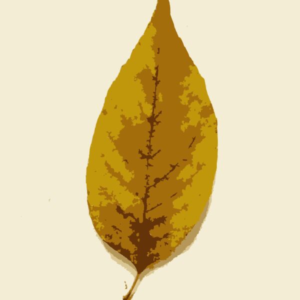 Missouri Fall Tree Leaves Thumbnail