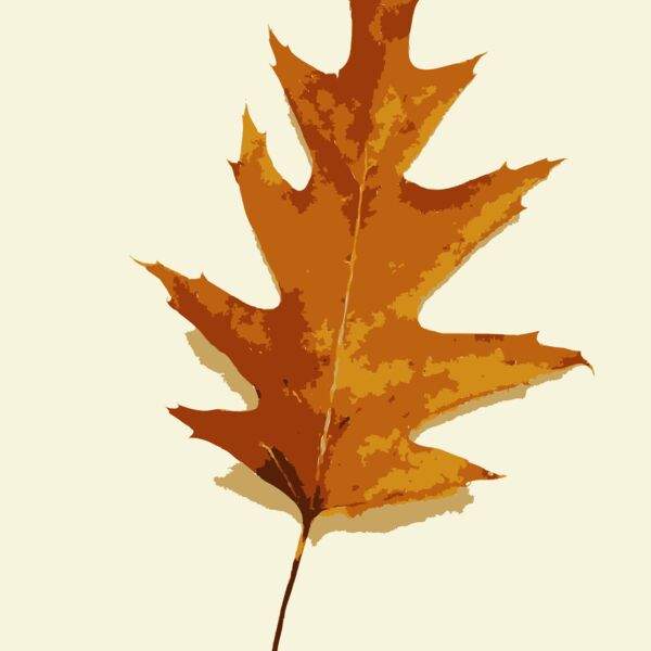 More fall tree leaves 1 Thumbnail