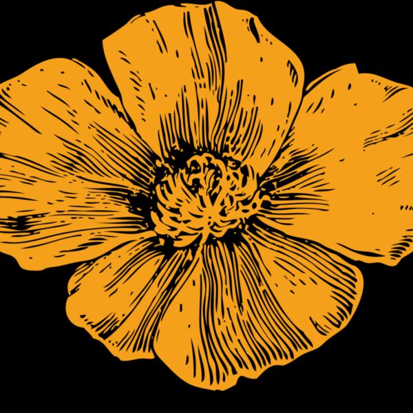 johnny automatic California poppy Thumbnail