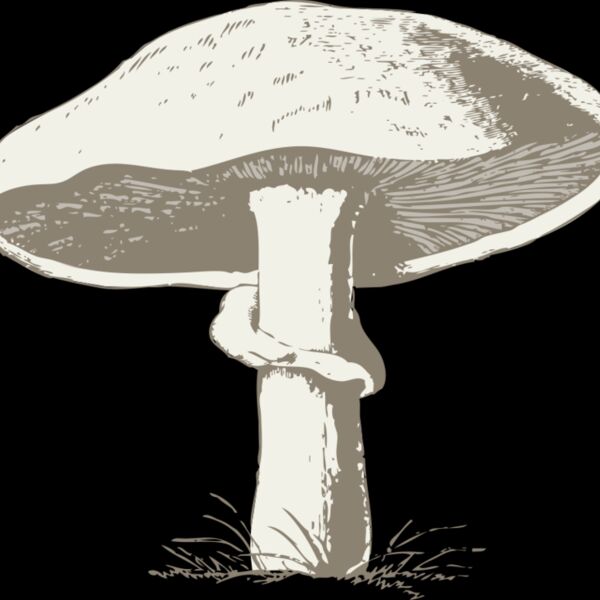 johnny automatic mushroom Thumbnail