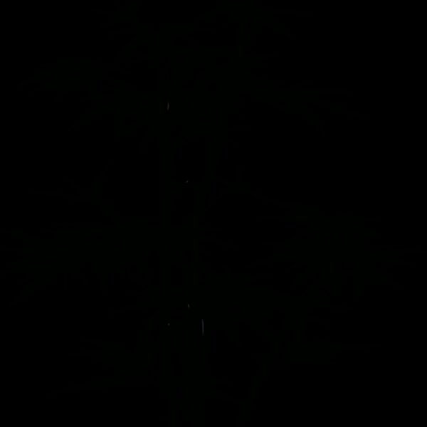 Anonymous bamboo Thumbnail