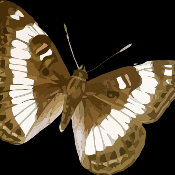 Limenitis trivena Thumbnail