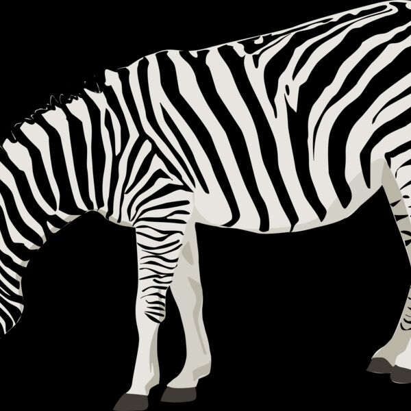 ha1flosse zebra Thumbnail