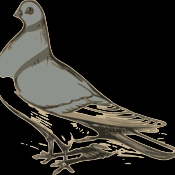 ossidiana pigeon illustration Thumbnail