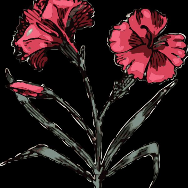 johnny automatic carnation Thumbnail