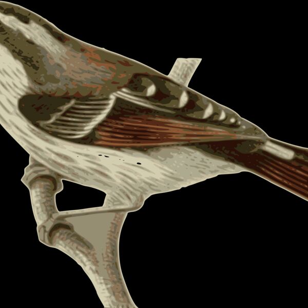 Minla ignotincta Thumbnail