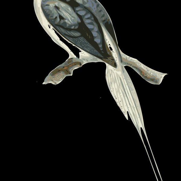 Tanysiptera riedelii Thumbnail