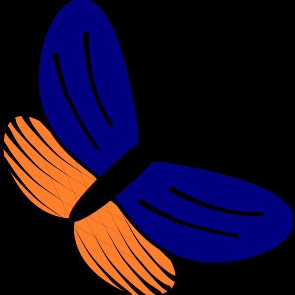 papillon bleu orange Thumbnail