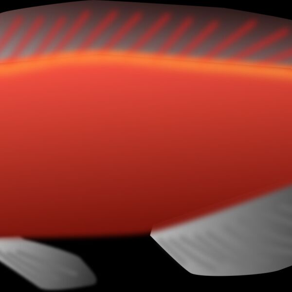 mystica Aquarium fish   Cirrhilabrus jordani Thumbnail