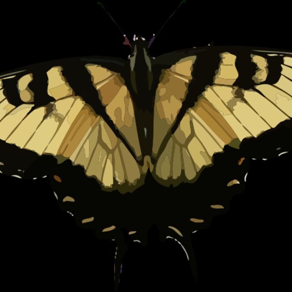 Papilio glaucus Thumbnail