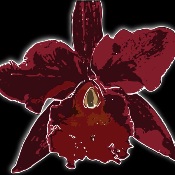 orquidea2 Thumbnail