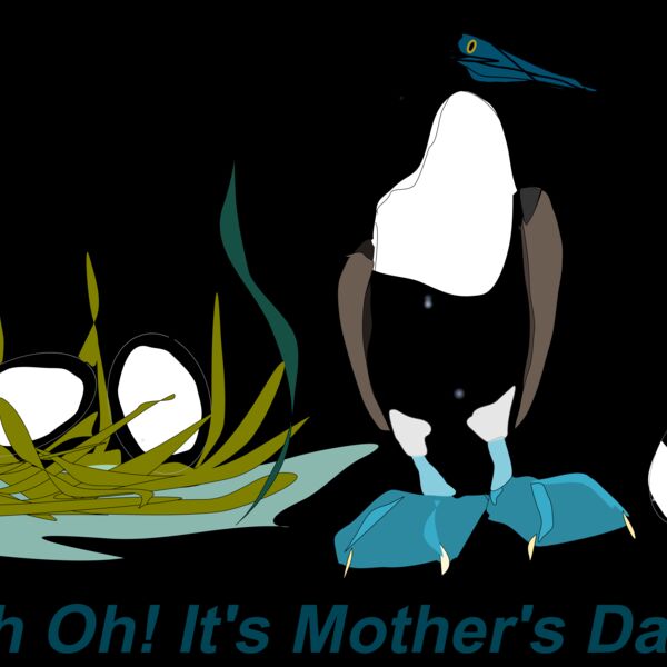 Reedabadeeda Sea Bird Thumbnail