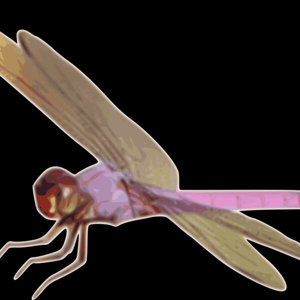 Roseate skimmer01 Thumbnail