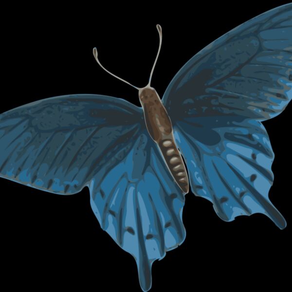 jbruce butterfly  papilio philenor    top Thumbnail