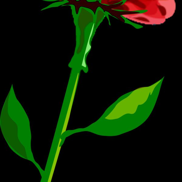 hrum red flower Thumbnail