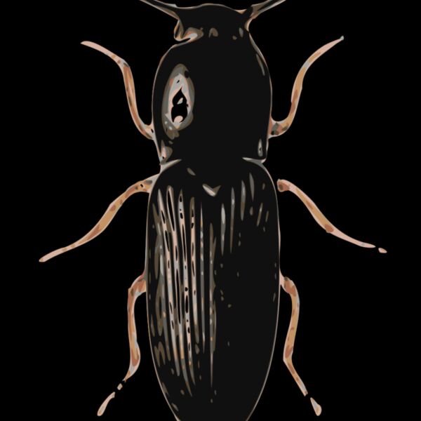 jbruce beetle  cardiophorus  Thumbnail