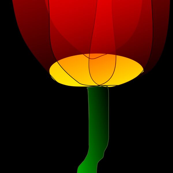 Machovka tulip Thumbnail