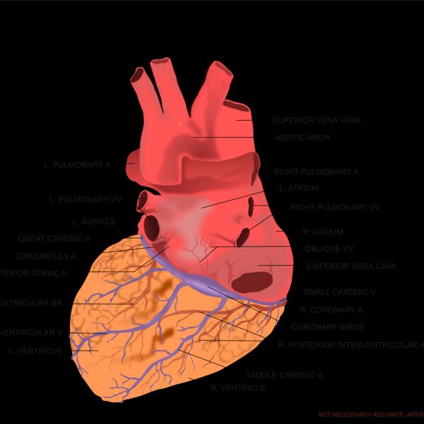 kablam Human Heart Posterior View Thumbnail