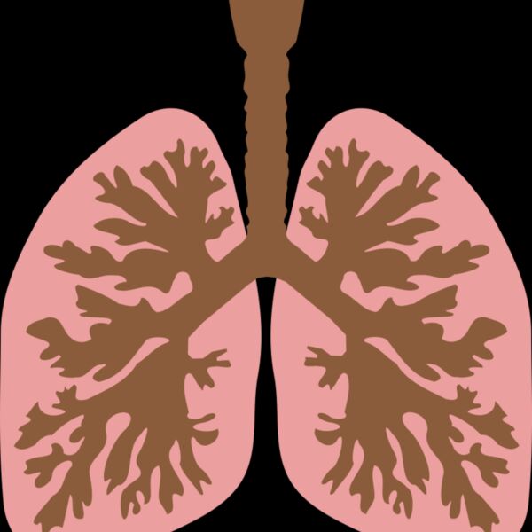 lungs and bronchus Thumbnail