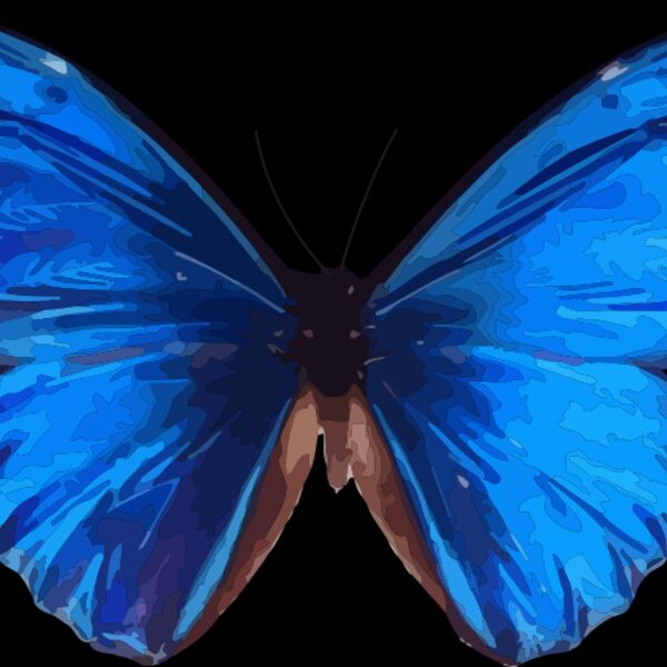 Morpho rhetenor Thumbnail