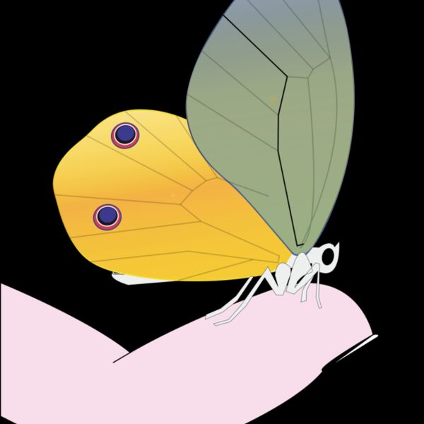 butterfly Thumbnail