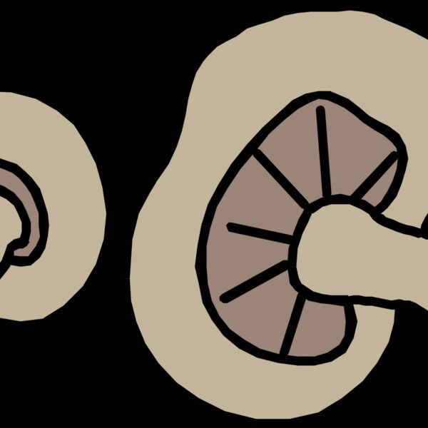 johnny automatic mushrooms 1 Thumbnail