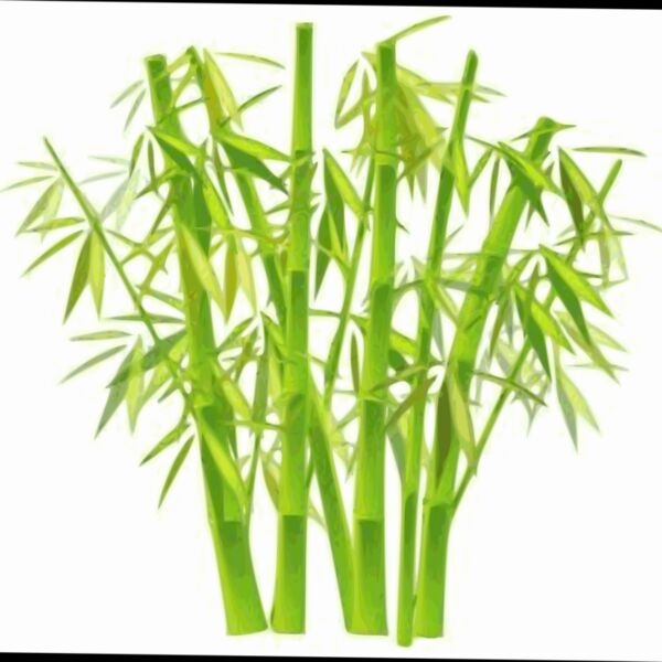 bamboo  2  Thumbnail