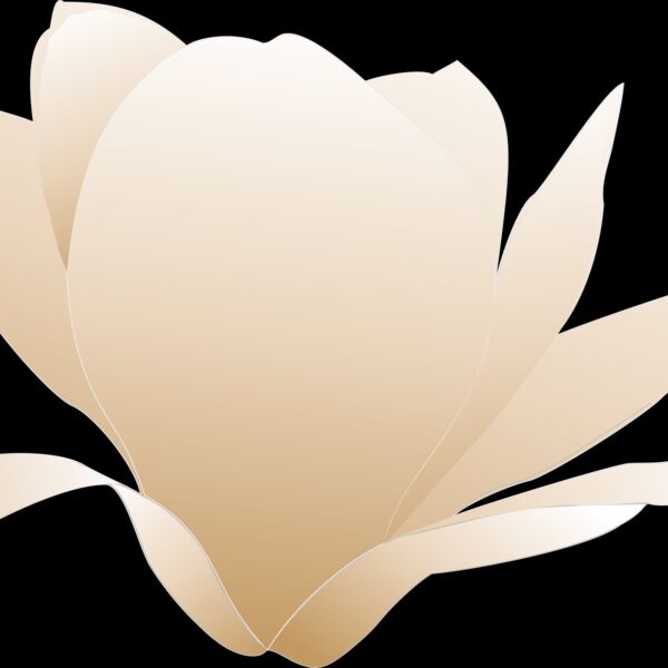 magnolia white patricia 03r Thumbnail