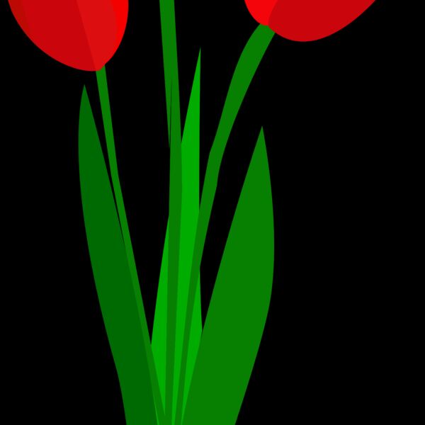 tulips  2  Thumbnail