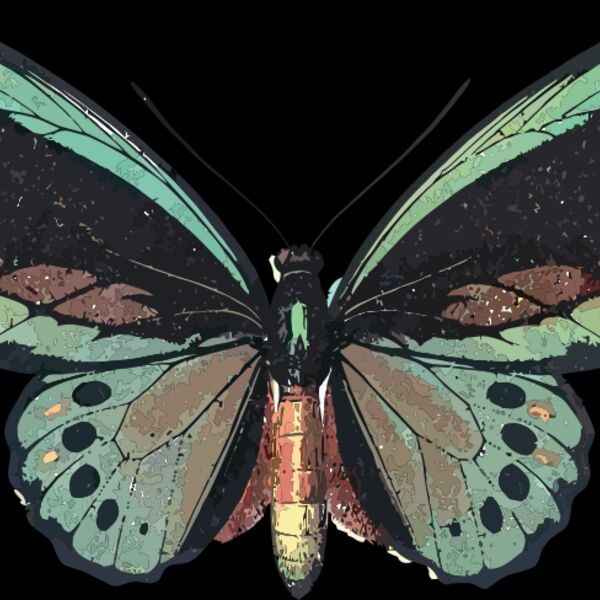 Ornithoptera priamus Thumbnail