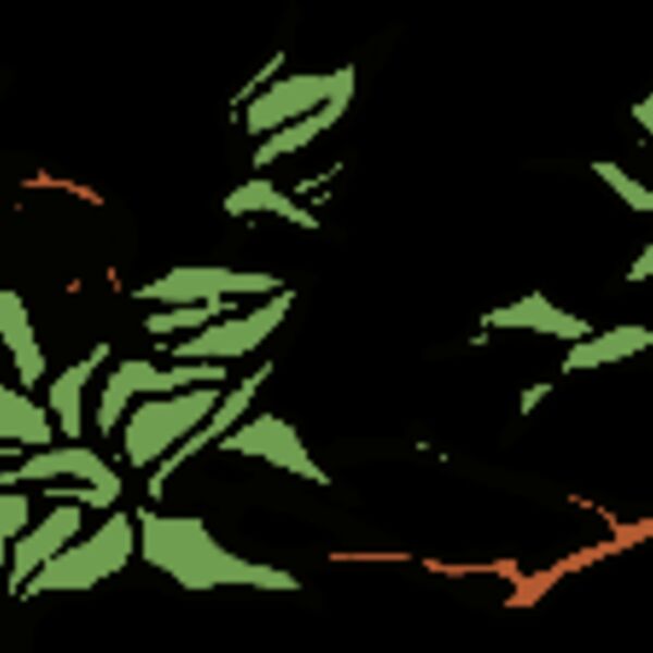 birdsnest  2  Thumbnail