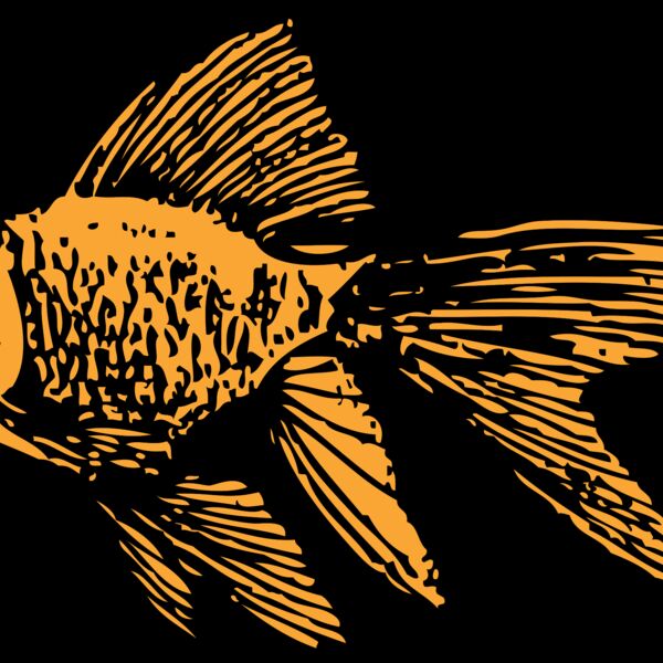 johnny automatic goldfish Thumbnail
