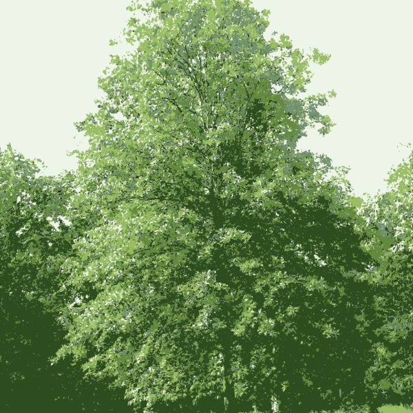 tree at my parents missouri home Thumbnail