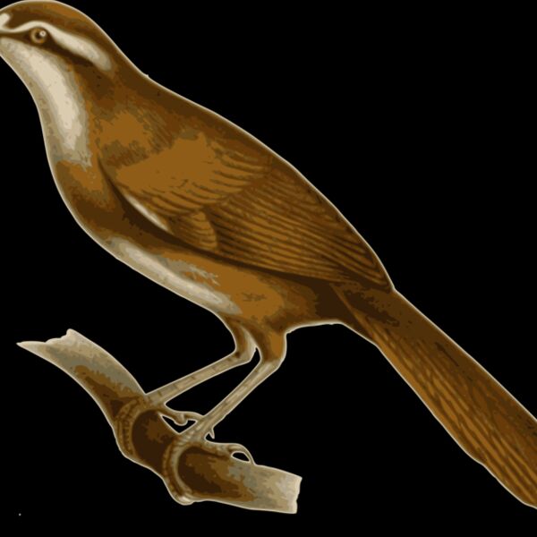 Megalurulus mariei Thumbnail