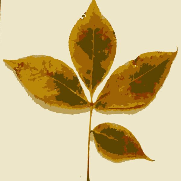 Various Missouri tree leaves Thumbnail