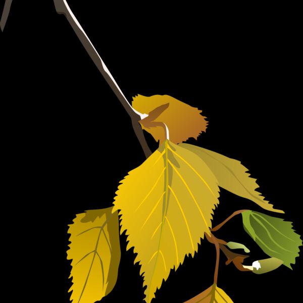 birch leaf autumn  2  Thumbnail