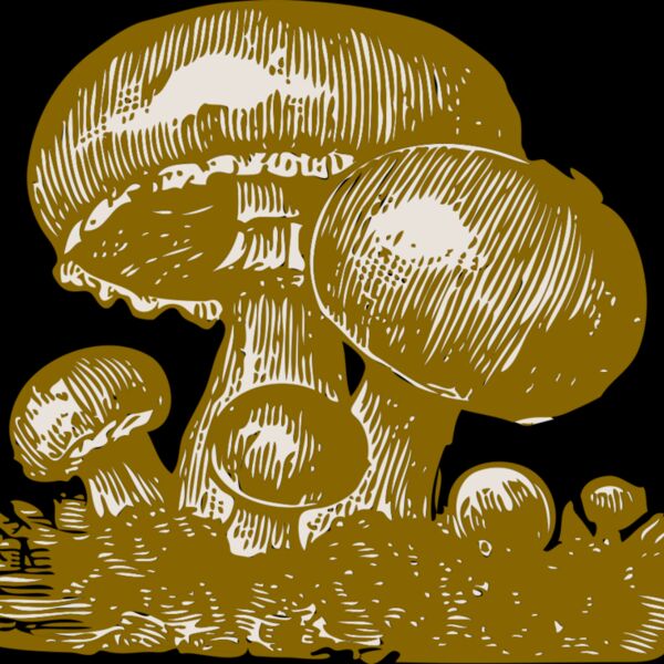 johnny automatic mushrooms Thumbnail