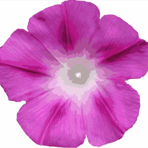 Morning glory cutout Thumbnail