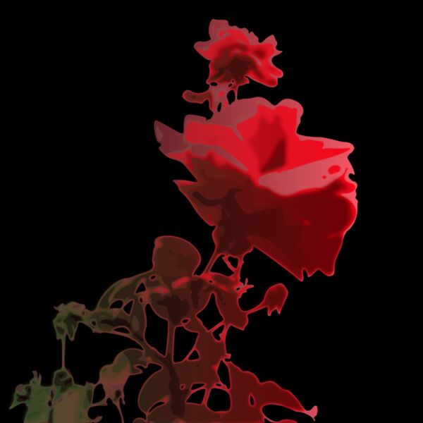 orru roses Thumbnail